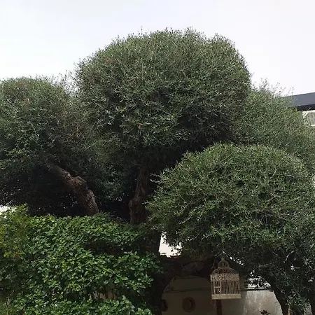 Il Vecchio Ginepro 3* Capoterra