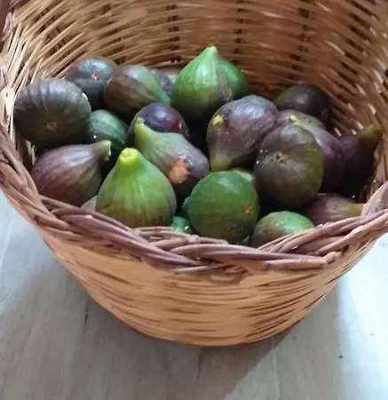 Il Vecchio Ginepro Oda ve Kahvaltı