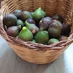 Il Vecchio Ginepro Oda ve Kahvaltı