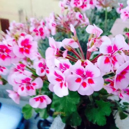 Bed & Breakfast Il Vecchio Ginepro Capoterra