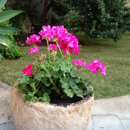 Bed & Breakfast Il Vecchio Ginepro 3*